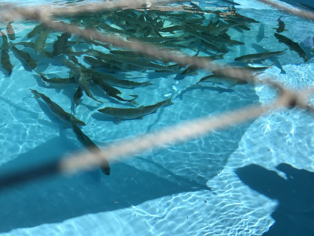 Fish in a hatchery